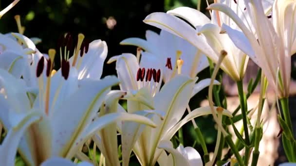 Schöne Weiße Lilienknospen Als Dekorative Dekoration Des Gartens — Stockvideo