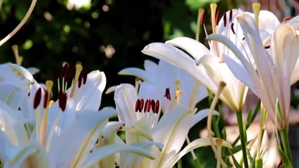 庭の装飾的な装飾として美しい白いユリの芽 — ストック動画