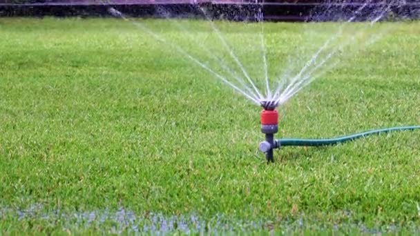 公園の芝生に水をやるとき きれいな水が噴霧器を通って流れる — ストック動画