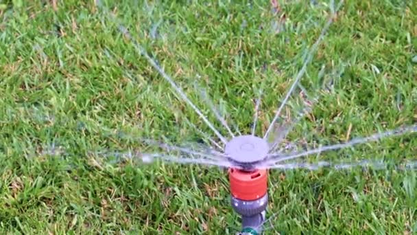 Clean Water Flow Sprayer Watering Lawn Park — Stock Video