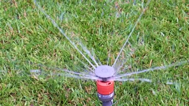 Schoon Water Stroomt Door Sproeier Bij Het Besproeien Van Het — Stockvideo