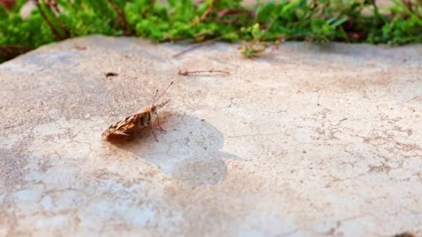 Bela Borboleta Senta Passarela Concreto Parque — Vídeo de Stock