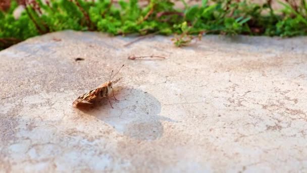 Schöner Schmetterling Sitzt Auf Dem Betonsteg Des Parks — Stockvideo