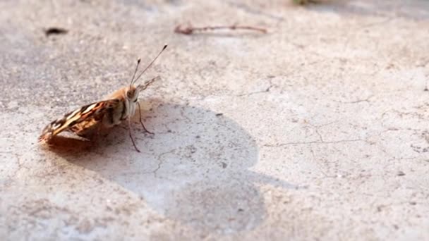 Schöner Schmetterling Sitzt Auf Dem Betonsteg Des Parks — Stockvideo