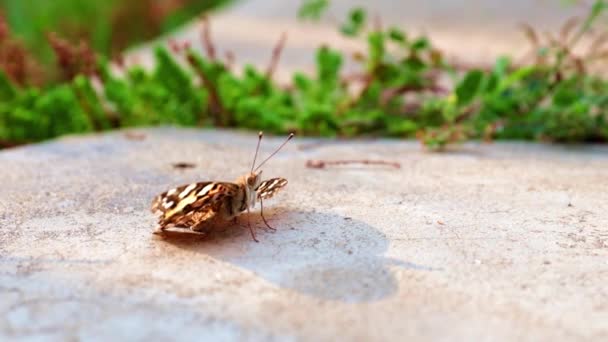 Hermosa Mariposa Sienta Pasarela Hormigón Del Parque — Vídeos de Stock