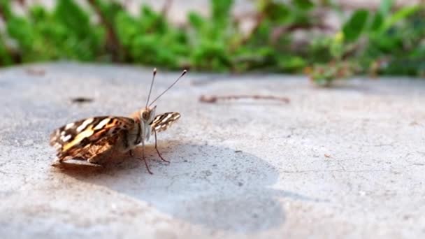 美丽的蝴蝶坐在公园的水泥人行道上 — 图库视频影像