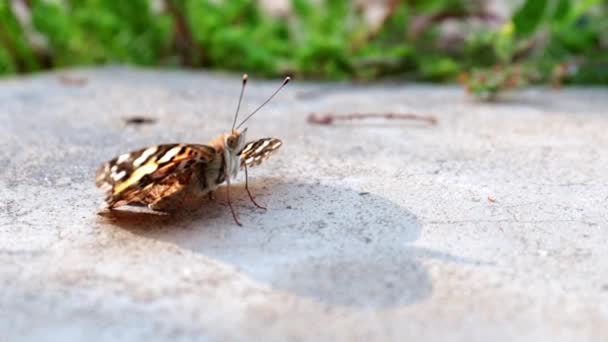 美丽的蝴蝶坐在公园的水泥人行道上 — 图库视频影像