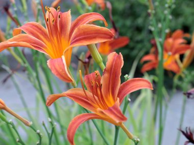 bahçe zambakdalları üzerinde parlak çiçek ve tomurcukları