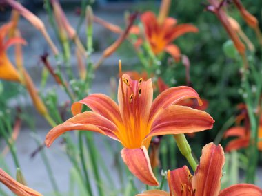 bahçe zambakdalları üzerinde parlak çiçek ve tomurcukları