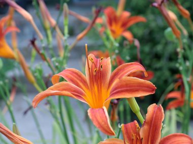 bahçe zambakdalları üzerinde parlak çiçek ve tomurcukları