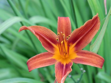 bahçe zambakdalları üzerinde parlak çiçek ve tomurcukları