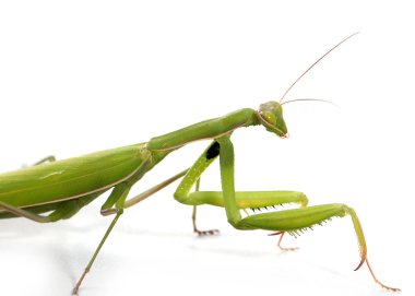 beyaz bir arka plan üzerinde yeşil büyük mantis