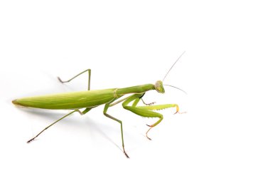 beyaz bir arka plan üzerinde yeşil büyük mantis
