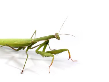 beyaz bir arka plan üzerinde yeşil büyük mantis
