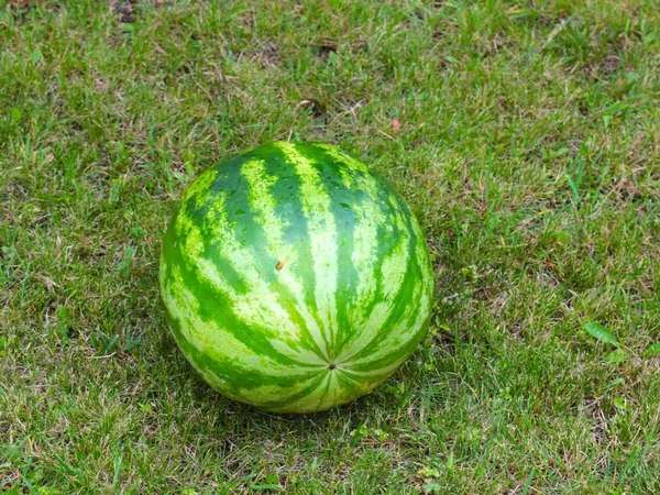 Schöne Reife Wassermelone Liegt Auf Dem Grünen Gras — Stockfoto