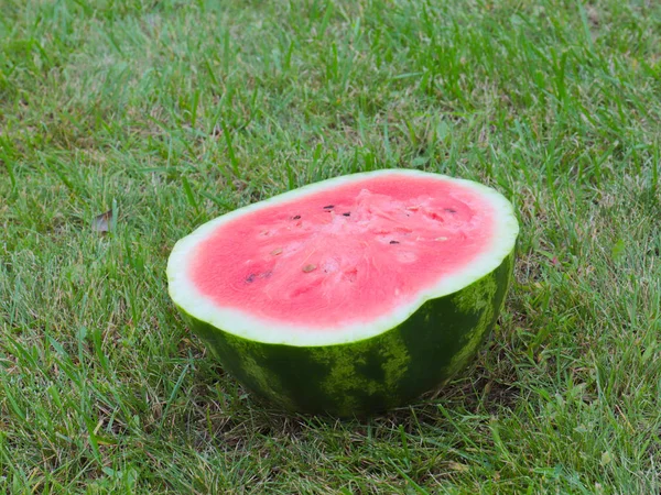 Half Ripe Juicy Watermelon Green Grass Field — Stock Photo, Image