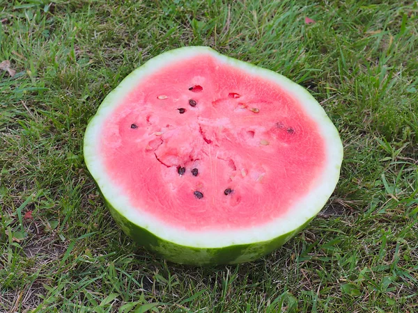 Half Ripe Juicy Watermelon Green Grass Field — Stock Photo, Image