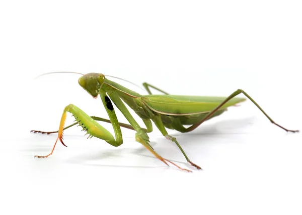 Mantis Verde Grande Sobre Fondo Blanco — Foto de Stock