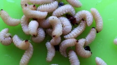 plastik bir plaka üzerinde büyük bahçe haşere larvaları