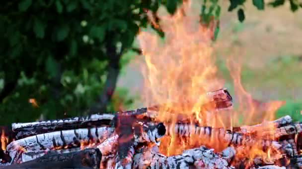 Feu Lumineux Flamme Feu Forêt Sur Une Route Touristique — Video