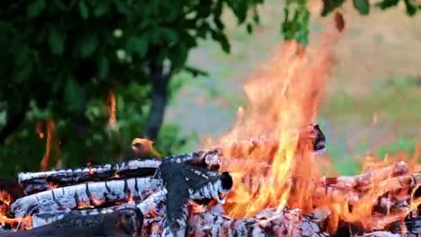 Fuego Brillante Llama Incendio Forestal Una Ruta Turística — Vídeo de stock