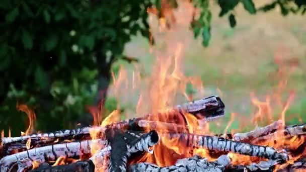 Fuego Brillante Llama Incendio Forestal Una Ruta Turística — Vídeo de stock