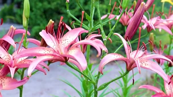 Piękny Ogród Kwiaty Lilia Kołyszą Się Wiatr — Wideo stockowe