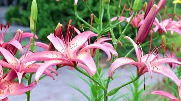 Prachtige Tuin Bloemen Lelie Zwaaien Wind — Stockvideo