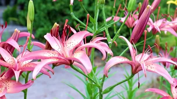 Piękny Ogród Kwiaty Lilia Kołyszą Się Wiatr — Wideo stockowe