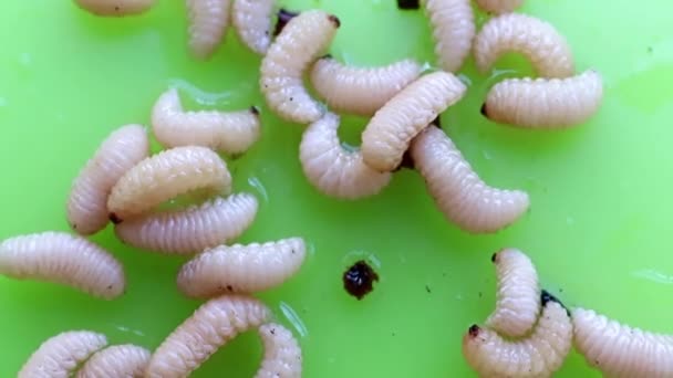 Grandes Larvas Plagas Jardín Una Placa Plástico — Vídeo de stock