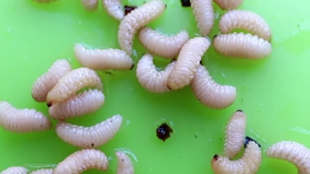 Larven Großer Gartenschädlinge Auf Einem Plastikteller — Stockvideo