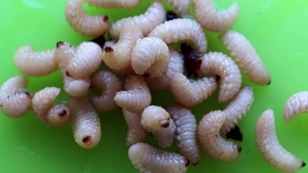 Grandes Larvas Plagas Jardín Una Placa Plástico — Vídeos de Stock