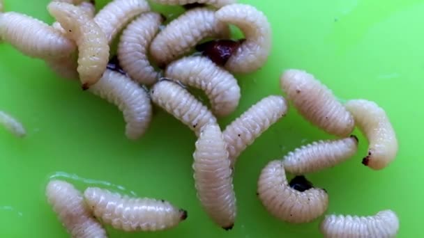 プラスチック板の上の大きな庭の害虫幼虫 — ストック動画