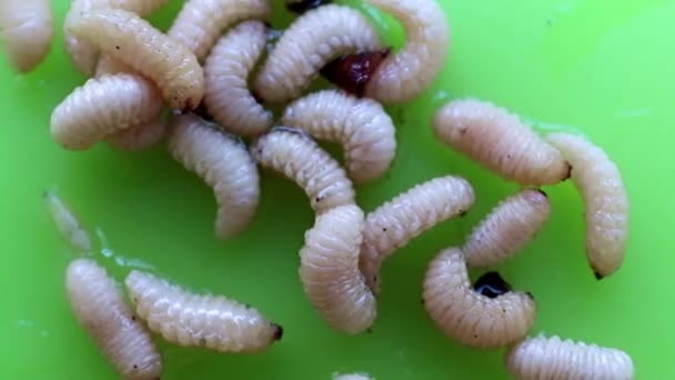 Larven Großer Gartenschädlinge Auf Einem Plastikteller — Stockvideo