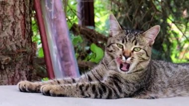 sokak vahşi kedi bir park bankında yatıyor