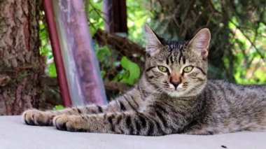 sokak vahşi kedi bir park bankında yatıyor