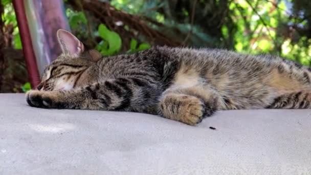 通りの野生の猫は公園のベンチに横たわっている — ストック動画