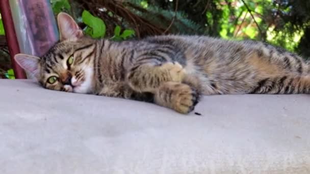 Уличная Дикая Кошка Лежит Скамейке Парке — стоковое видео