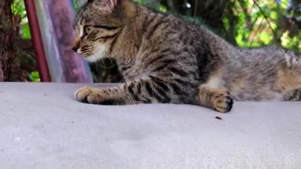 chat sauvage de rue se trouve sur un banc de parc 