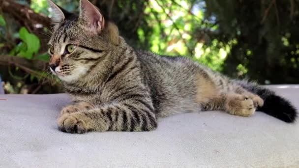 Straßenwildkatze Liegt Auf Parkbank — Stockvideo