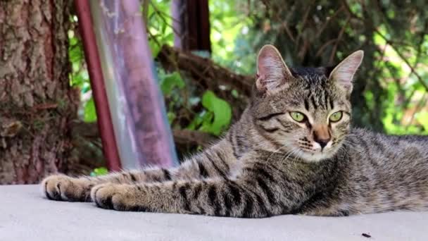 Rua Selvagem Gato Encontra Banco Parque — Vídeo de Stock