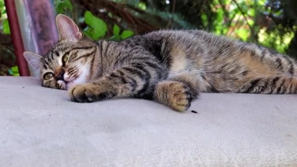 chat sauvage de rue se trouve sur un banc de parc 