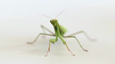 büyük yırtıcı böcek mantis avı av bekliyor