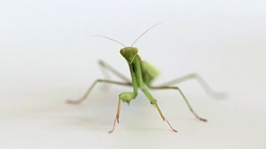 büyük yırtıcı böcek mantis avı av bekliyor