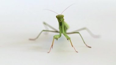 büyük yırtıcı böcek mantis avı av bekliyor
