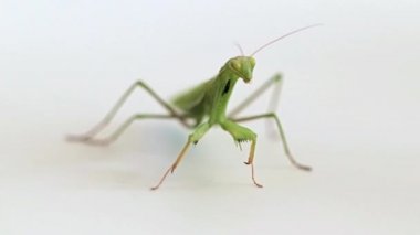 büyük yırtıcı böcek mantis avı av bekliyor