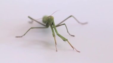 büyük yırtıcı böcek mantis avı av bekliyor