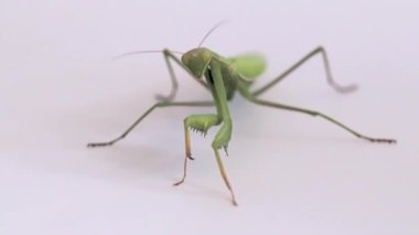 büyük yırtıcı böcek mantis avı av bekliyor