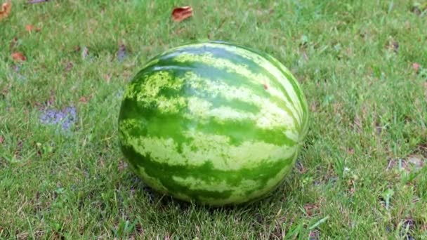 Fresh Ripe Watermelon Lies Wet Grass — Stock Video