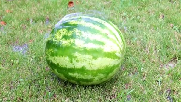 Fresh Ripe Watermelon Lies Wet Grass — Stock Video